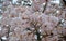 Cherry blossom (sakura) in Yoshino Park, Japan
