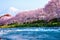 Cherry blossom season tourist and uruigawa river foreground with fuji mountain clear sky background Fujiyama landmark