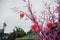 Cherry blossom, selective focus. Chinese Calligraphy chun, Translation: spring, spring season.