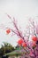 Cherry blossom, selective focus. Chinese Calligraphy chun, Translation: spring, spring season.