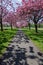 Cherry Blossom Shadows on a Footpath.