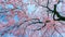 Cherry Blossom with Soft focus, Sakura season in spring