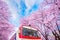 Cherry blossom in spring. Jinhae Gunhangje Festival is the largest cherry blossom festival in Korea.