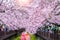 Cherry blossom in spring. Jinhae Gunhangje Festival is the largest cherry blossom festival in South Korea