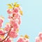 Cherry blossom in springtime, flowers. Sakura