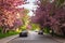 Cherry Blossom on the streets in morning light