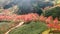 Cherry blossom and tea hill in Sapa, Vietnam. Sa Pa was a frontier township and capital of former Sa Pa District in Lao Cai