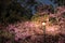 Cherry blossom thai sakura in the night
