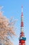 Cherry blossom with Tokyo tower, Japan.