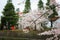 Cherry blossom and Torii