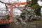 Cherry blossom and Torii Heian Jingu in Kyoto