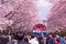 Cherry blossom with train in spring in Korea is the popular cherry blossom viewing spot, jinhae South Korea