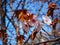 Cherry blossom tree in bloom. Closeup Sakura flowers on blue sky background. Garden on sunny spring day. Soft focus floral