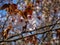 Cherry blossom tree in bloom. Closeup Sakura flowers on blue sky background. Garden on sunny spring day. Soft focus floral