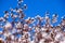 Cherry blossom tree in bloom. Sakura flowers on azure sky background. Garden on sunny spring day. Soft focus botanical photography