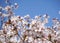 Cherry blossom tree in bloom. Sakura flowers on azure sky background. Garden on sunny spring day. Soft focus botanical photography