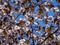 Cherry blossom tree in bloom. Sakura flowers on blue sky background. Garden on sunny spring day. Soft focus botanical photography