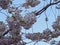 Cherry blossom tree in bloom. Sakura flowers on blue sky background. Garden on sunny spring day. Soft focus botanical photography