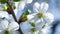 Cherry blossom tree branch 4k flowers blue sky summer season beautiful