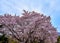 A cherry blossom tree  displaying abundant flowers of lovely pink