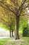 Cherry blossom tree with flowers fell on the ground