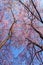 Cherry blossom tree with leafless branches