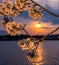 Cherry Blossom Tree Limbs at sunset.