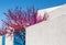 Cherry blossom tree next to the blue and white adobe house