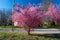 A Cherry Blossom Tree on a Small Lawn on a Suburban Street