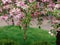 Cherry Blossom tree with weeping branches flowing down with pink