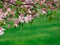 Cherry blossom tree with weeping branches flowing down with pink flower blooms