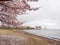 Cherry blossom trees along Lake Biwa, Nagahama, Japan