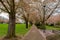 Cherry Blossom Trees along Path at Park in Salem Oregon