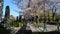 Cherry Blossom trees dancing in a cemetery