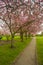 Cherry Blossom Trees in England