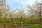 Cherry blossom trees and hives, Altes Land in Germany