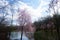 Cherry Blossom Trees of Holmdel Park -07