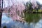 Cherry Blossom Trees of Holmdel Park -08