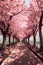 cherry blossom trees lining a peaceful park path