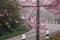 Cherry blossom trees many Prunus cerasoides that are starting to bloom pink are beautiful along path in village and beautiful pink