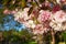 Cherry blossom trees, nature and spring background. Pink sakura flowers in park, outdor.