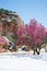 Cherry blossom trees at Red Rock Canyon Open Space Colorado Springs