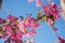 Cherry blossom trees at Red Rock Canyon Open Space Colorado Springs