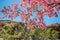 Cherry blossom trees at Red Rock Canyon Open Space Colorado Springs