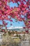 Cherry blossom trees at Red Rock Canyon Open Space Colorado Springs