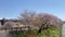 Cherry blossom trees or sakura  along the bank of Funakawa River in the town of Asahi , Toyama Prefecture  Japan.