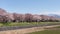 Cherry blossom trees or sakura  along the bank of Funakawa River in the town of Asahi , Toyama Prefecture  Japan.