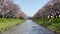 Cherry blossom trees or sakura  along the bank of Funakawa River in the town of Asahi , Toyama Prefecture  Japan.