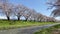 Cherry blossom trees or sakura  along the bank of Funakawa River in the town of Asahi , Toyama Prefecture  Japan.