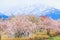 Cherry blossom trees or sakura in the town of Asahi , Toyama Prefecture Japan